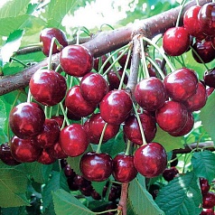 Черешня 'Ревна' Черешня 'Ревна'